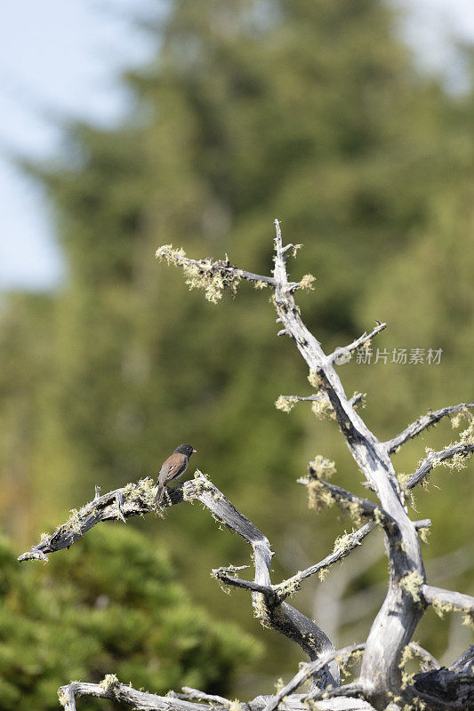 黑眼Junco, Junco hyemalis oreganus:温哥华岛，BC省，加拿大